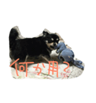chocchi（個別スタンプ：5）