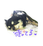 chocchi（個別スタンプ：8）