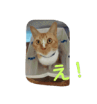 たびたん（個別スタンプ：15）