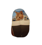 たびたん（個別スタンプ：16）
