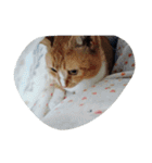 たびたん（個別スタンプ：34）