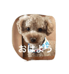 くぅーちゃんの巻（個別スタンプ：1）