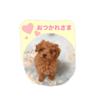 くぅーちゃんの巻（個別スタンプ：4）