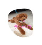 くぅーちゃんの巻（個別スタンプ：21）