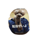 くぅーちゃんの巻（個別スタンプ：25）