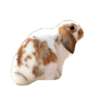 うさことおむぎ（個別スタンプ：1）