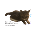 おすねこはる（個別スタンプ：2）