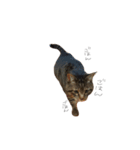 おすねこはる（個別スタンプ：6）