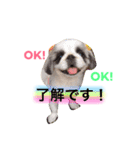サニームーポロンスタンプ（個別スタンプ：2）