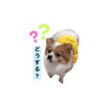 サニームーポロンスタンプ（個別スタンプ：3）
