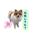 サニームーポロンスタンプ（個別スタンプ：5）