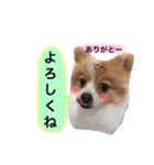 サニームーポロンスタンプ（個別スタンプ：6）