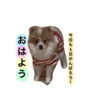 サニームーポロンスタンプ（個別スタンプ：8）