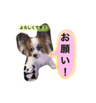サニームーポロンスタンプ（個別スタンプ：9）