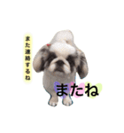 サニームーポロンスタンプ（個別スタンプ：12）