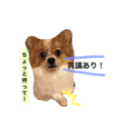 サニームーポロンスタンプ（個別スタンプ：14）