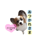 サニームーポロンスタンプ（個別スタンプ：15）