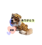 サニームーポロンスタンプ（個別スタンプ：17）