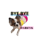 サニームーポロンスタンプ（個別スタンプ：19）