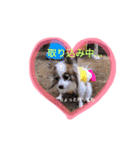 サニームーポロンスタンプ（個別スタンプ：21）