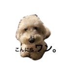 息子ときどき犬（個別スタンプ：9）