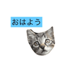 ちゃーる2（個別スタンプ：4）