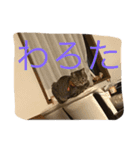 ちゃーる2（個別スタンプ：5）