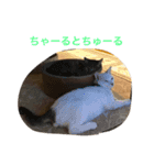 ちゃーる2（個別スタンプ：8）