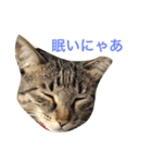 ちゃーる2（個別スタンプ：10）