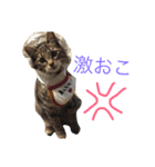 ちゃーる2（個別スタンプ：11）