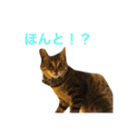 ちゃーる2（個別スタンプ：12）