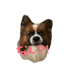 パピのシャーイ（個別スタンプ：1）