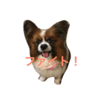 パピのシャーイ（個別スタンプ：5）