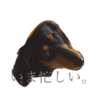 ぷちゃん（個別スタンプ：7）