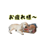 レオ君スタンプ（個別スタンプ：1）