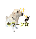 レオ君スタンプ（個別スタンプ：2）