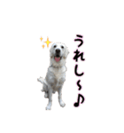 レオ君スタンプ（個別スタンプ：18）