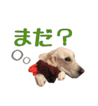 レオ君スタンプ（個別スタンプ：34）