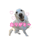 レオ君スタンプ（個別スタンプ：36）