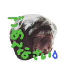 シニア 黒パグぶぶ（個別スタンプ：4）