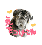 シニア 黒パグぶぶ（個別スタンプ：5）