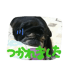 シニア 黒パグぶぶ（個別スタンプ：11）