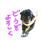 シニア 黒パグぶぶ（個別スタンプ：16）