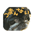 シニア 黒パグぶぶ（個別スタンプ：18）