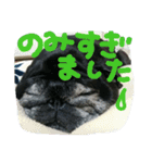 シニア 黒パグぶぶ（個別スタンプ：30）