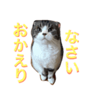 まるとげっぺい（個別スタンプ：4）