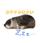 まるとげっぺい（個別スタンプ：10）