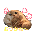 まるとげっぺい（個別スタンプ：15）