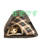 ©️at ＆（個別スタンプ：5）