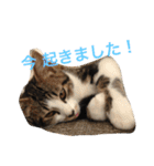 ©️at ＆（個別スタンプ：22）